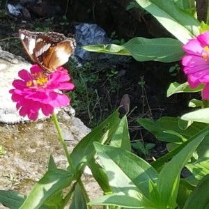 Delisha Imuet profile icon