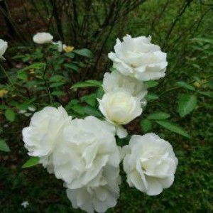 dj kubro profile icon