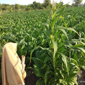 Yulistiana profile icon