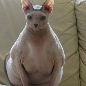 Bsfanatic profile icon