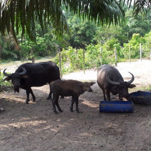 Elly Shuhada profile icon