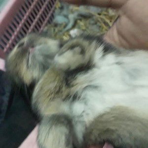 Twingle Nie's profile icon