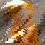 Jiis Trini Retno Wuli profile icon