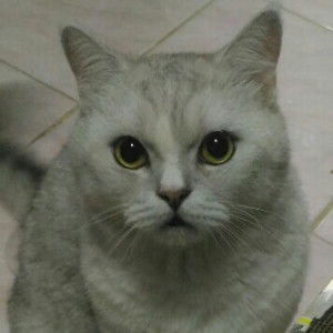 Chonthicha profile icon