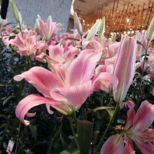 Supawita profile icon