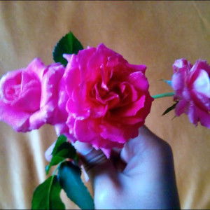 tri ayudhani profile icon