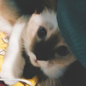 Kimberly Carlet profile icon