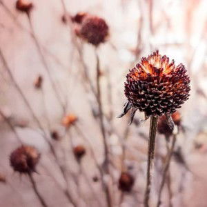 Ummu Fatihah Azman profile icon