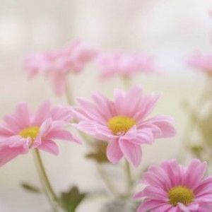 Olivia Cindy Insyiroh profile icon