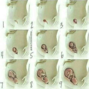 Bunga Melati profile icon