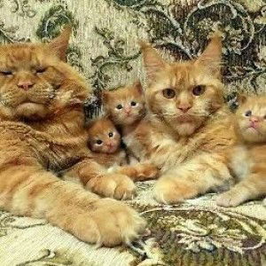 farahin profile icon