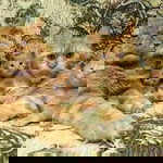 farahin profile icon