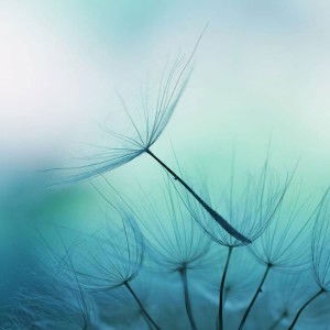 I-sha Anoma profile icon