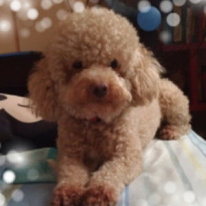 glesi_g profile icon