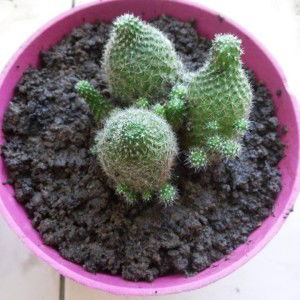 Delaila Antuni profile icon