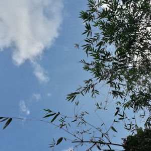 Nadhirah profile icon