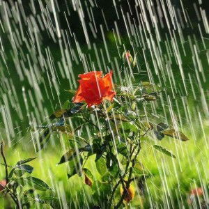 Jeor Gia profile icon