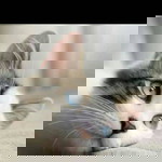 Lisnawati profile icon