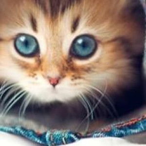 Nur Hawa profile icon