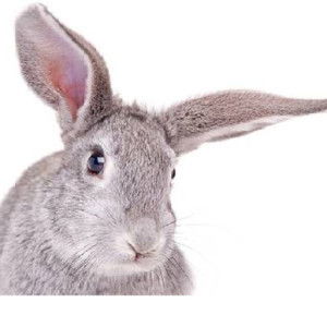 Worrarat Kongwattanasupa profile icon