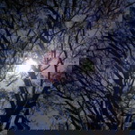 Muhammad Rasda profile icon