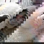 Retno Lestari profile icon