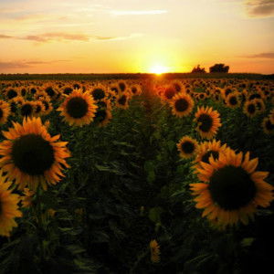 Tiara Lamsu profile icon