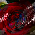 NOR ELA profile icon