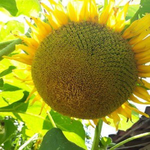 Bulan Merindu profile icon