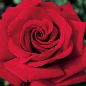 Shally Lin profile icon