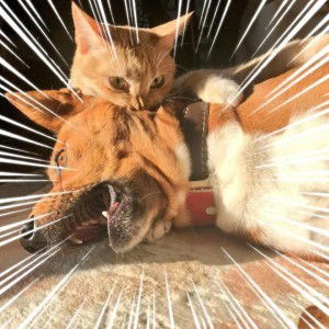 Pöméłö Poka profile icon