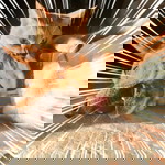 Pöméłö Poka profile icon