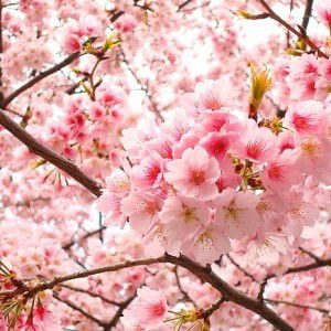 noorhana Binti Ahmad Idris profile icon