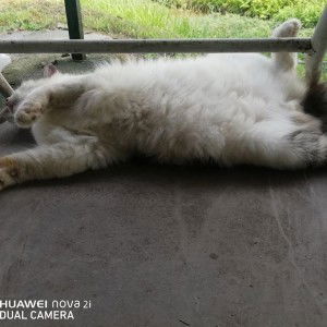 SITI NURFATIN BINTI ABDUL RAHMAN profile icon