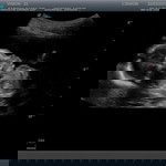 Farisya Dania profile icon