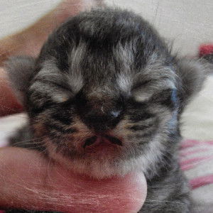 Puteri Nazirah profile icon