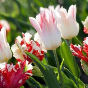 Nur Azrin profile icon