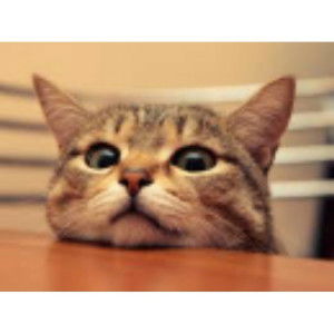 Ñj ÃT profile icon