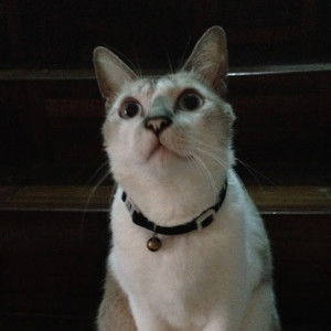 suriati suhaili profile icon