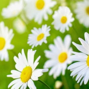 norhazimah norin profile icon