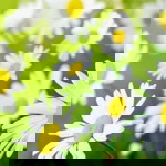 norhazimah norin profile icon