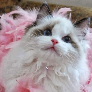 nur hafizah yusoff profile icon