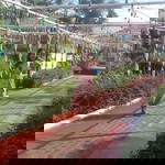 Janeth Bengosta profile icon