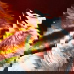 wolf queen97 profile icon