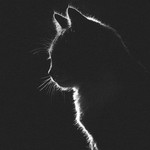 Ika Eekaa profile icon