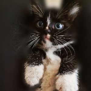 amy palo17 profile icon