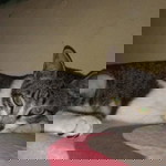 Iis Anggar Miatun profile icon