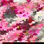 fdla azmn profile icon