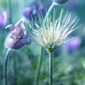 Dak Yiyin Din profile icon