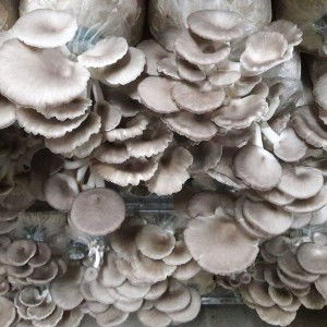 ฟาร์มเห็ดพิชัย อุตรดิตถ์ profile icon